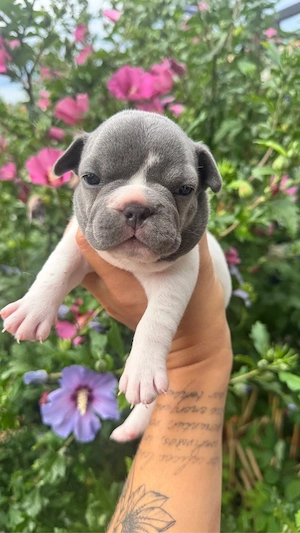 Französosche Bulldoggen Welpen