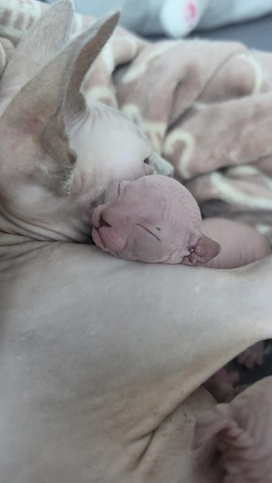 Sphynx Kitten Canadian Sphynx Nacktkatze