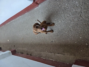 Vizsla Welpe zum Verkauf