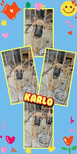 bezaubernder Welpenjunge "Karlo" sucht ein liebevolles Zuhause