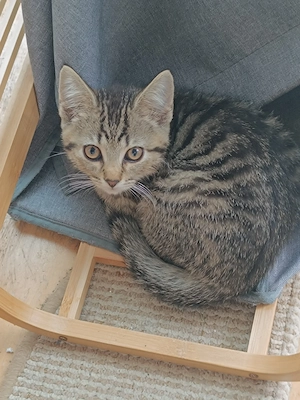 Junge Katze. 3 Monate alt. Mädchen. Sucht neue Liebvolle Familie.