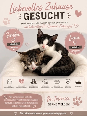 liebevolle Kätzchen 