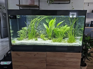 EHEIM Aquarium 430 Liter komplett abzugeben   Axolotlbecken inkl. Technik, Kühler, Filter, Besatz 