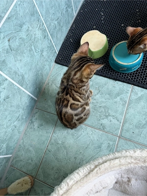  Bengal-Kitten 