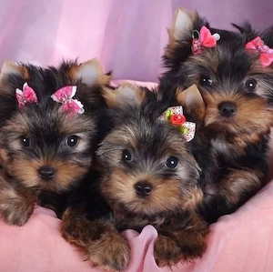 Yorkshire terrier welpen 