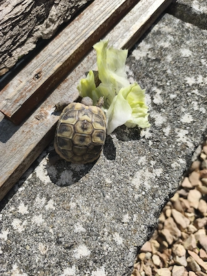 Griechische Landschildkröten 