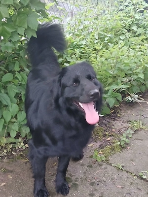 Lieber Hund abzugeben