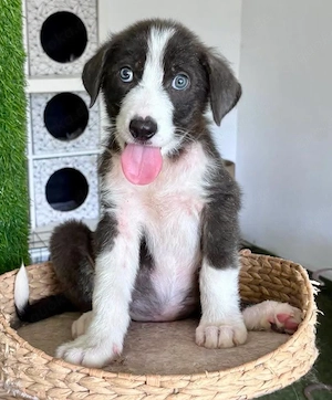 Kleiner Herzenshund Figo sucht seine Familie