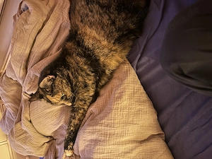 Zimt sucht ein neues Zuhause
