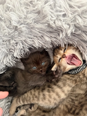 Bkh Mix Kitten