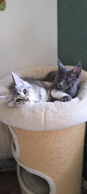 Maine Coon Kitten 