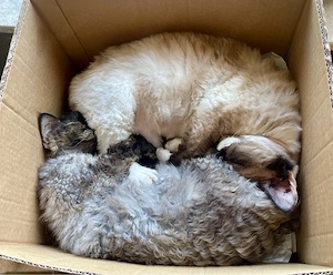 2 Dwvon Rex Katzen