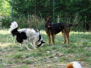 Kleine Collie Mix Hündin 3J 35cm BUNDESWEIT ausreisebereit 