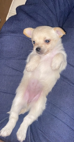 Unser kleine Beverly spitz pom sucht ihr Zuhause noch 