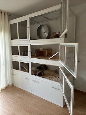 Chinchillas und Gehege abzugeben Bild 4