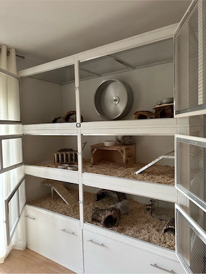 Chinchillas und Gehege abzugeben Bild 5