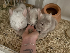 Chinchillas und Gehege abzugeben Bild 2