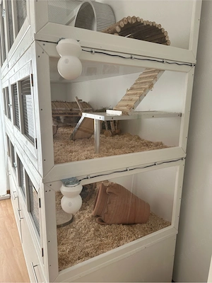 Chinchillas und Gehege abzugeben Bild 3