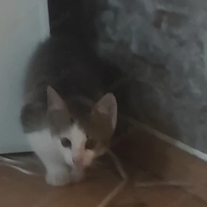 2 Kater abzugeben  geboren am 5.5.26 