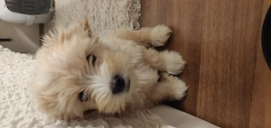 Süßer Maltipoo Welpe 