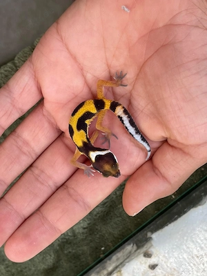 0.1 Wunderschöne Leopardgeckos aus 2026 (Weibchen)