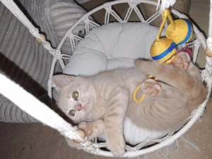 3 kitten Bkh suchen noch ein zuhause ab 5.8.