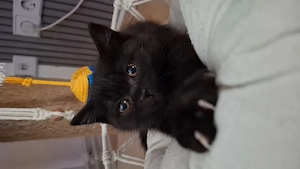 3 kitten Bkh suchen noch ein zuhause ab 5.8.
