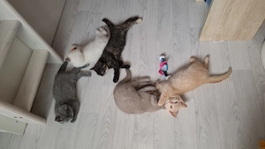 kitten Bkh sucht noch ein zuhause