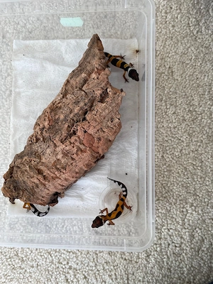 0.1 wunderschöne Leopardgecko Jungtiere aus 2026 super als Haustier geeignet