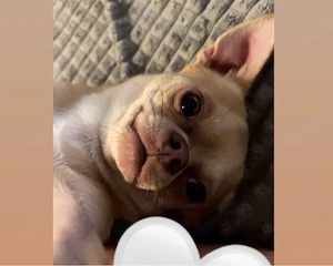 Chihuahua sucht neues Zuhause