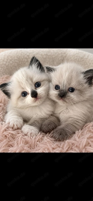 ragdoll kitten zucker süs