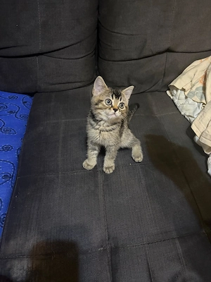 Bkh Kitten Siwa sucht liebevolles neues Zuhause.