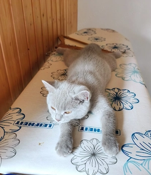 BKH Kitten 