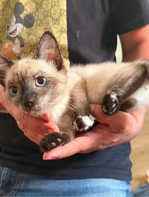 BKH Katzen