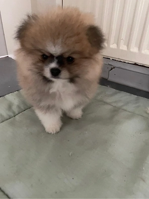 Wunderschöne reinrassige Pomeranian (Zwergspitz) Welpen   ab sofort abgabebereit   