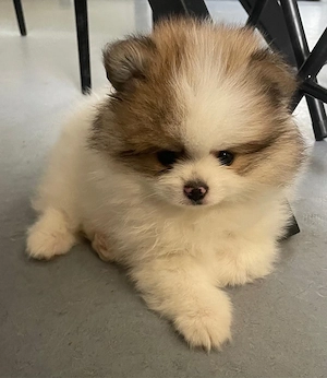 Wunderschöne reinrassige Pomeranian (Zwergspitz) Welpen   ab sofort abgabebereit   