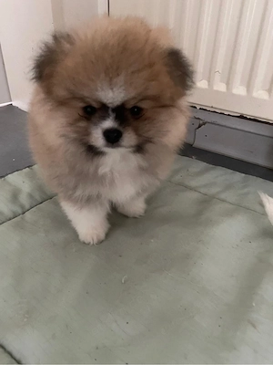 Wunderschöne reinrassige Pomeranian (Zwergspitz) Welpen   ab sofort abgabebereit    Bild 3