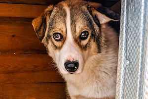 Suki ist ein schüchterner Bub