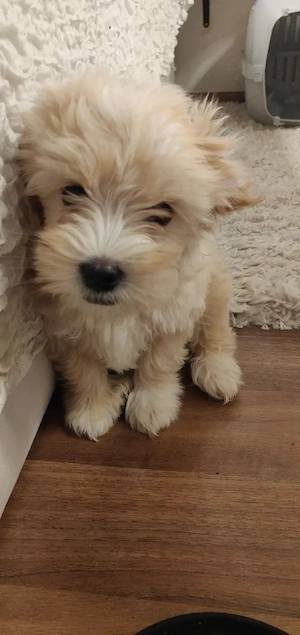 Süßer Maltipoo Welpe 