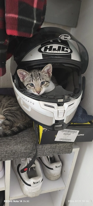 4 süße Katzenbabys 