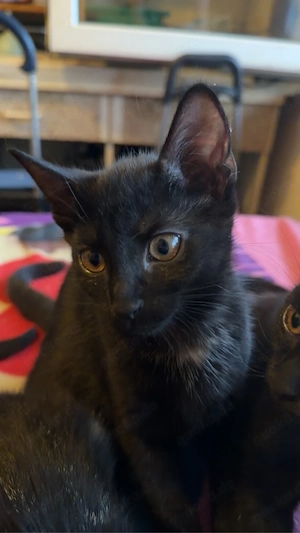 katze dori sucht ein liebevolles zuhause 