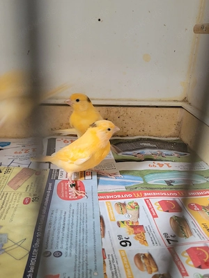 Kanarienvögel verschiedene Farben 