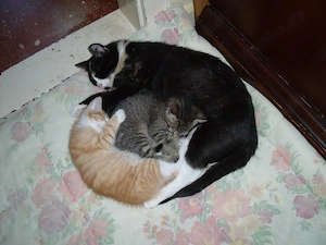 ++ 4 hübsche Katzenbabys ++ Kitten ++ 1xrot, 3xgrau, alle getigert ++ in Kürze abzugeben ++