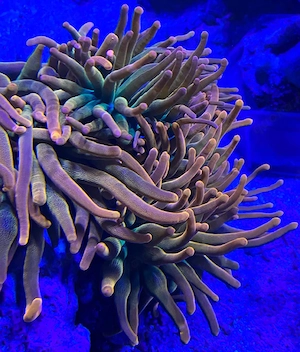 Grosse Entacmaea quadricolor Anemone Meerwasser zu verschenken 