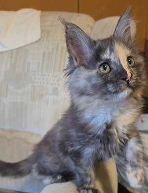 Wunderschöne Maine Coon Kitten (12 Wochen) suchen ein Traumzuhause! 