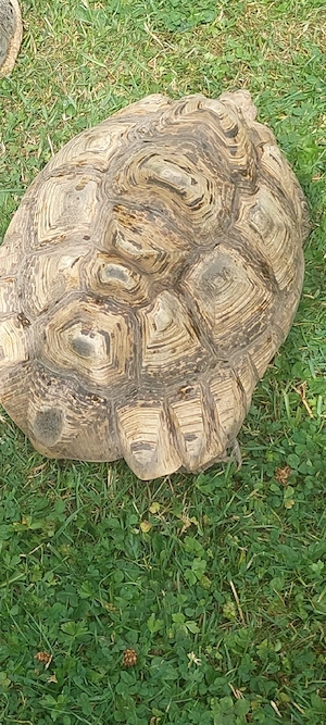 Pantherschildkröten Weibchen 