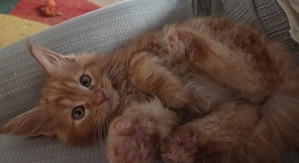 Wunderschöne Maine Coon Kitten (12 Wochen) suchen ein Traumzuhause! 