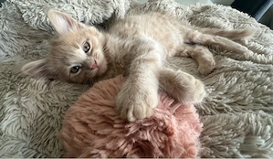 Reinrassiger Maine Coon Kater in Creme sucht ab 24.07 sein neues Zuhause
