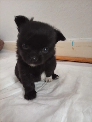 Pomchi Rüde Langhaar ab 09 2026