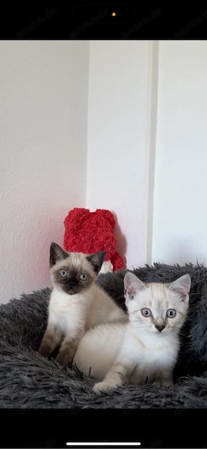 Britisch Kurzhaar Kitten